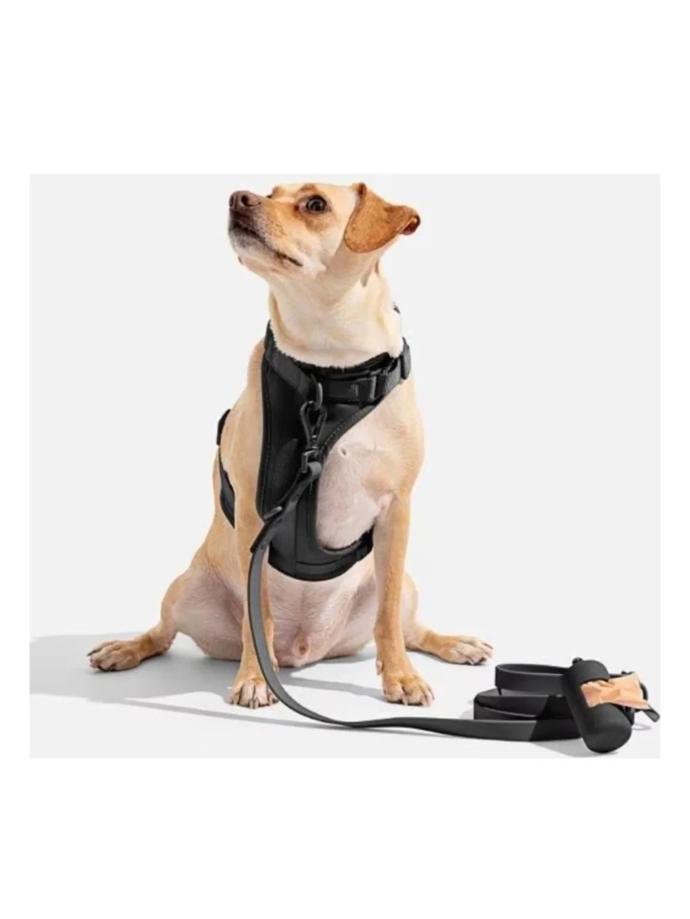 Wild One Adjustable Cushioned Dog Harness, Black, Medium